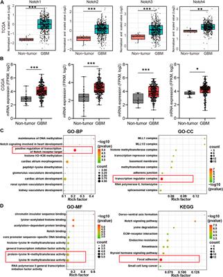 Development and validation of an immune infiltration/tumor proliferation-related Notch3 nomogram for predicting survival in patients with primary glioblastoma